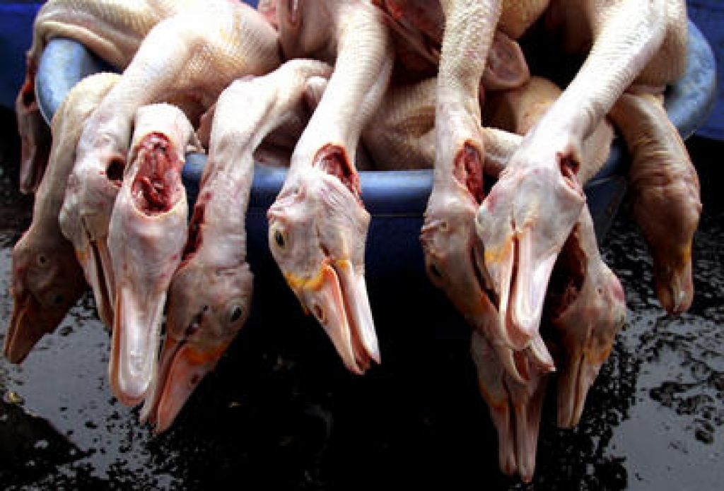V Indoneziji nova smrtna žrtev ptičje gripe