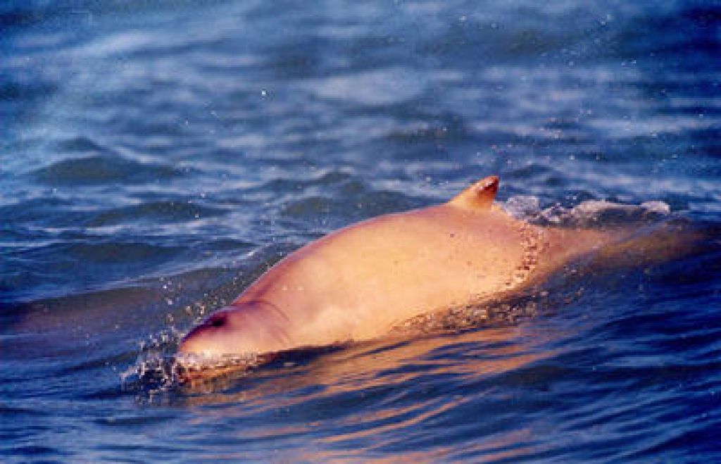 Delfinka zaradi smrti trenerke grozi s samomorom