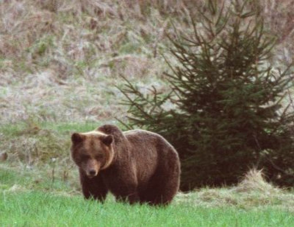 Medved hlača po ljubljanskih gozdovih
