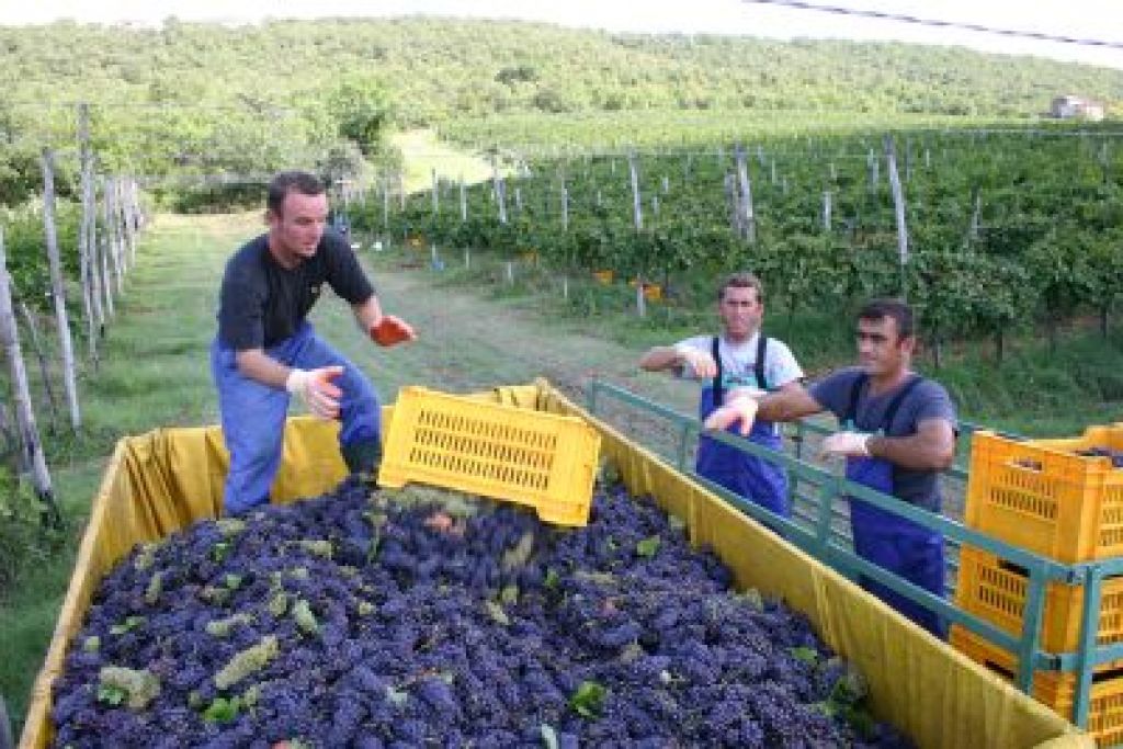 Manjše obnavljanje vinogradov prizadelo primorske trsničarje