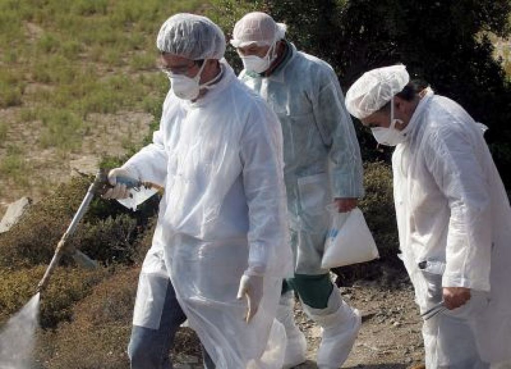 EU: Strah pred ptičjo gripo je pretiran
