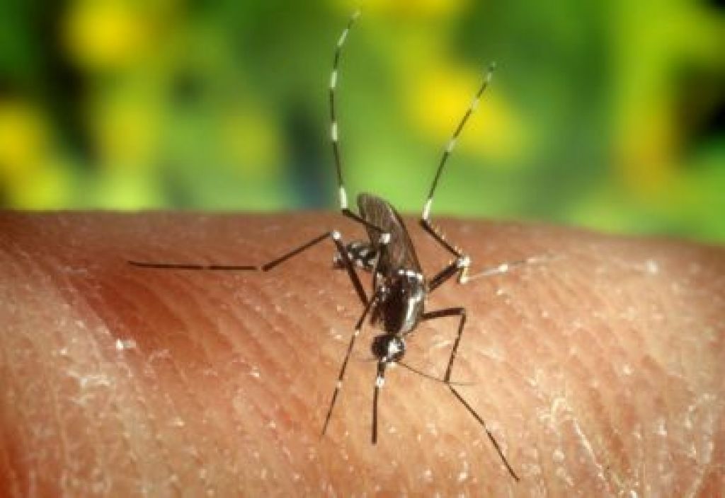 Z mutiranim komarjem nad malarijo