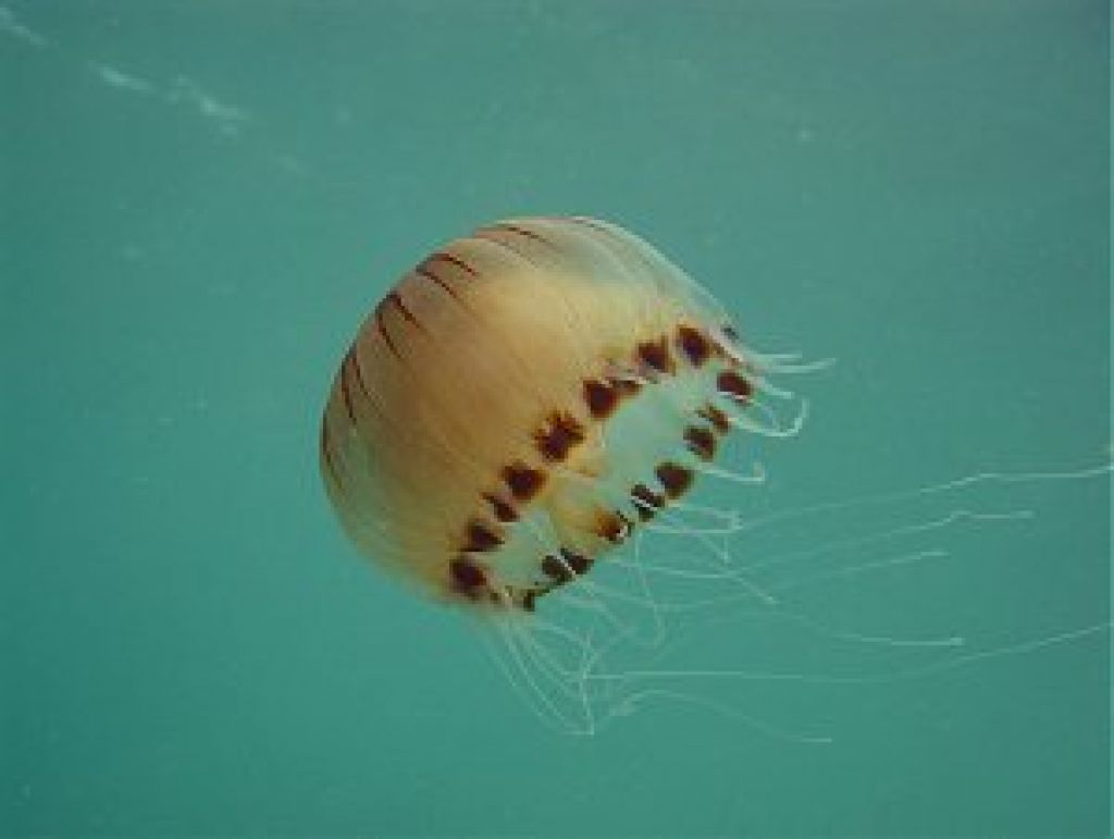 Gromozanske meduze potopile ladjo