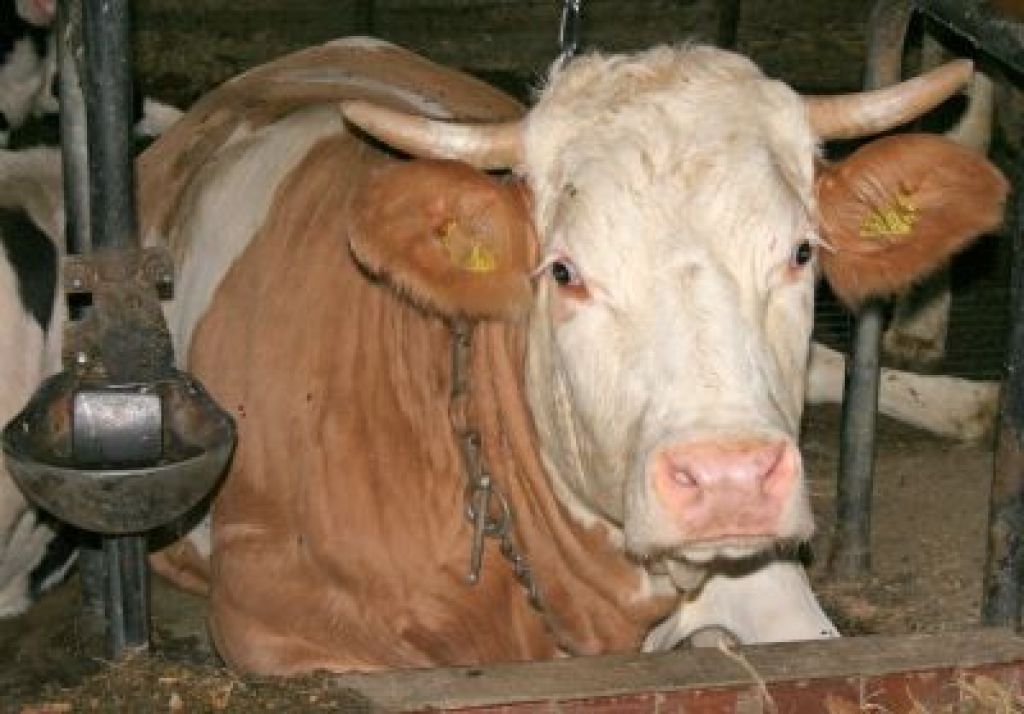 Bolezen norih krav na Celjskem potrjena