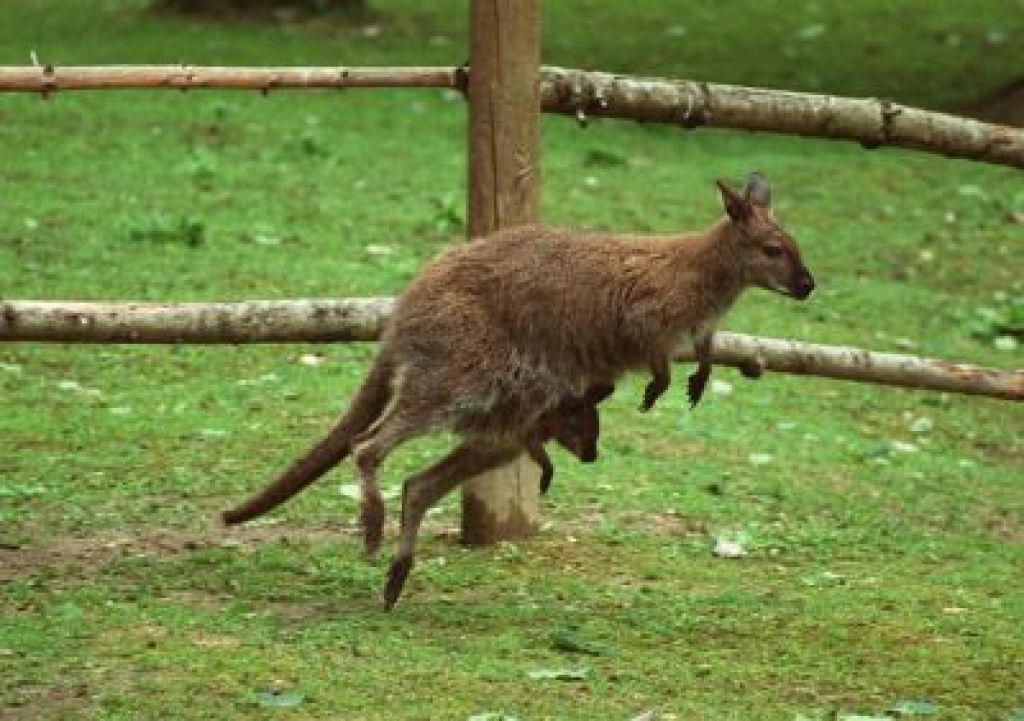 Ujeli pobegle kenguruje