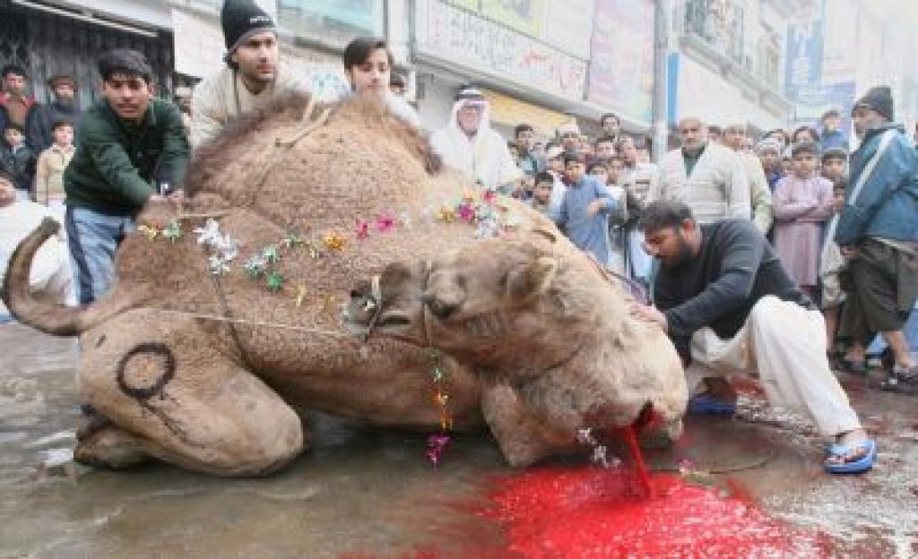 V Pakistanu žrtvovali goveda za Alaha