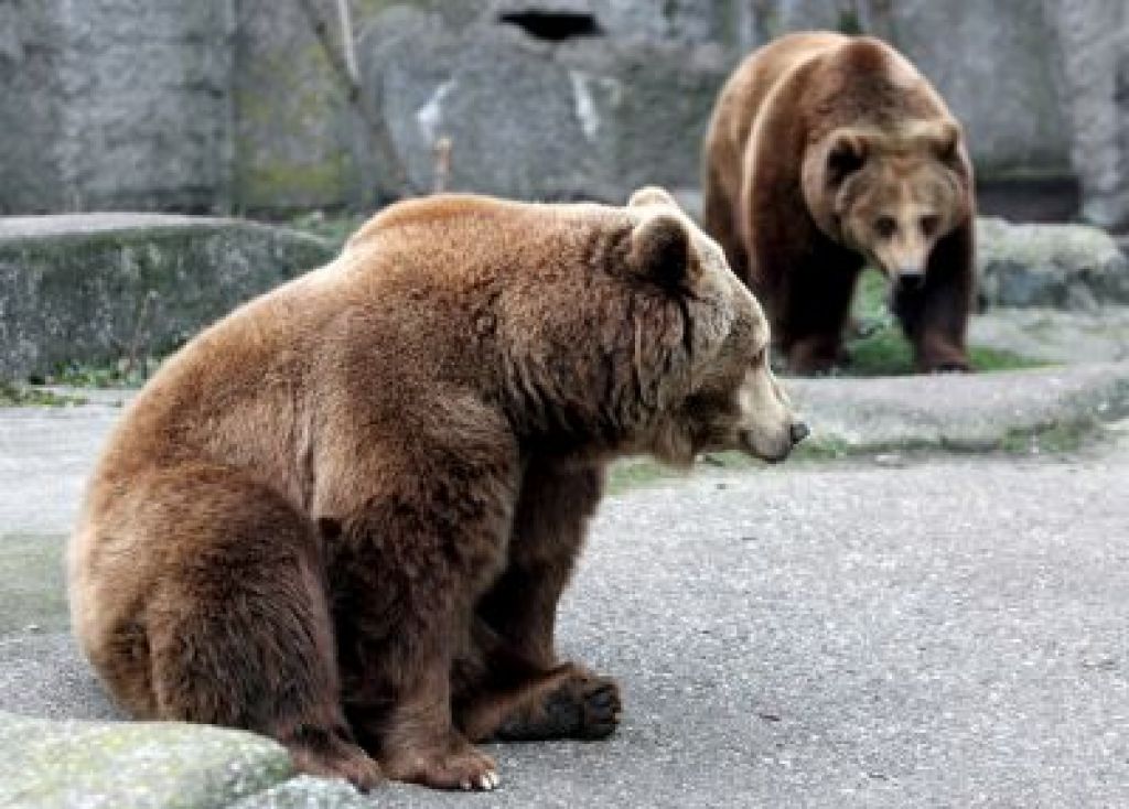 Podobnik odobril odstrel 100 rjavih medvedov