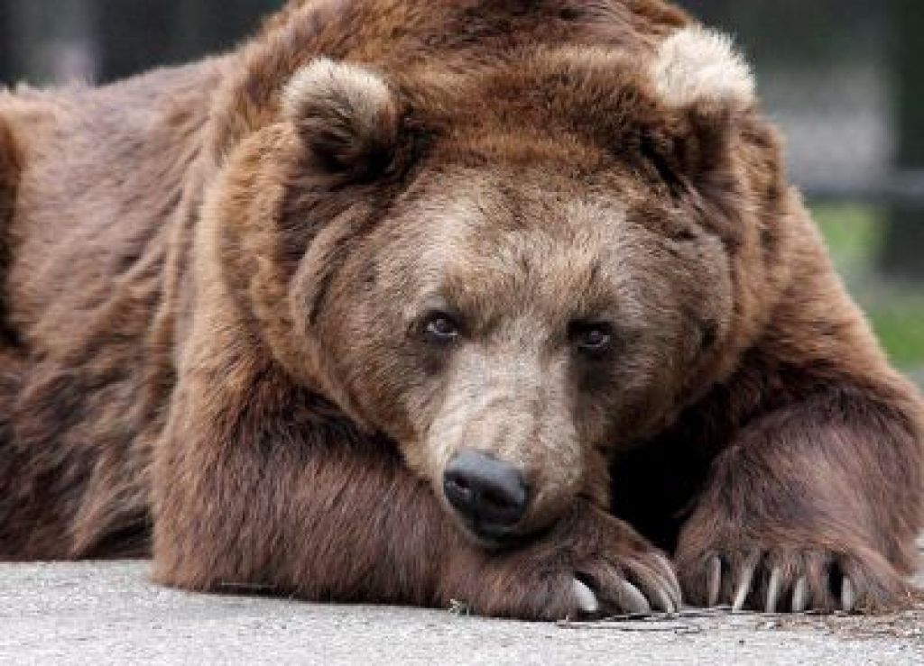 Medved bo še naprej nepredvidljiv sosed