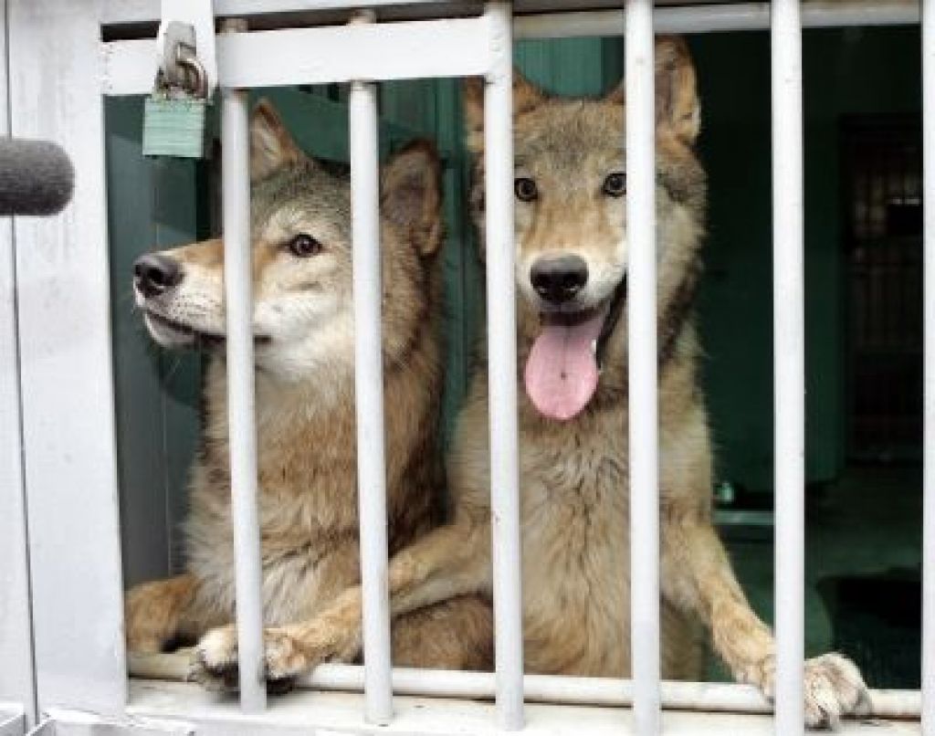Južnokorejski znanstveniki klonirali volka