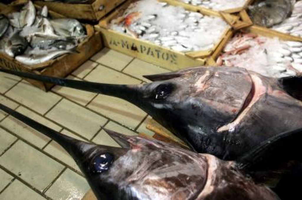 Bruselj proti zapravljanju ribolovnih virov